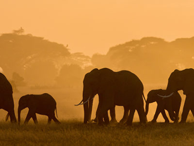 Wildlife Elephants